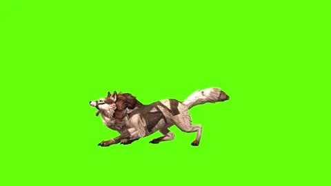 Wolf KT 2  idle bark green screen animation 3D rendering Stock Footage 287662463