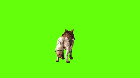Wolf KT 2  idle breath green screen animation 3D rendering Stock Footage 287662301