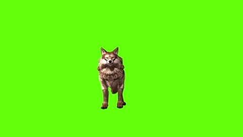 Wolf KT 2  idle breath green screen animation 3D rendering Stock Footage 287662464