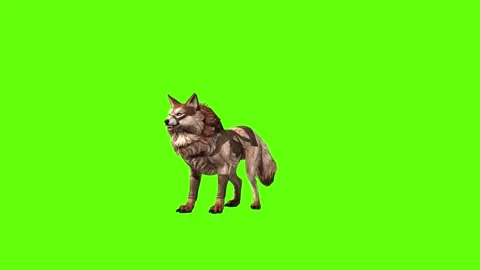 Wolf KT 2  idle breath green screen animation 3D rendering Stock Footage 287662470