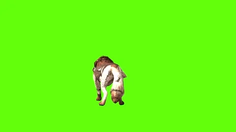 Wolf KT 2  idle head move green screen animation 3D rendering Stock Footage 287662951
