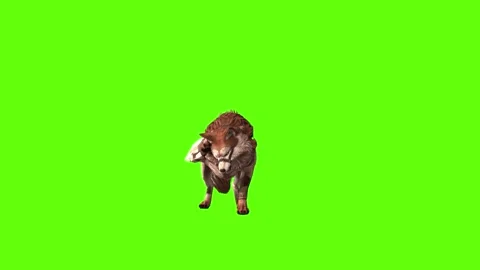 Wolf KT 2  idle head move green screen animation 3D rendering Stock Footage 287662952