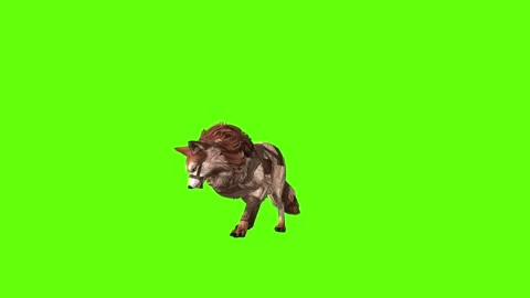 Wolf KT 2  idle head move green screen animation 3D rendering Stock Footage 287662986