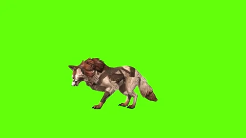 Wolf KT 2  idle head move green screen animation 3D rendering Stock Footage 287663016