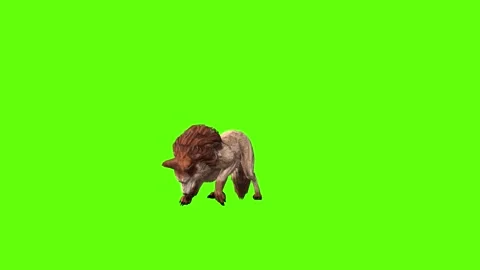Wolf KT 2 idle investigation green screen animation 3D rendering Stock Footage 296272403