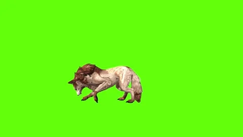 Wolf KT 2 idle investigation green screen animation 3D rendering Stock Footage 296272406