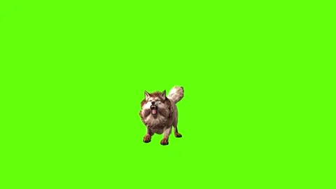 Wolf KT 2 idle roar green screen animation 3D rendering Stock Footage 296272399