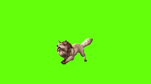 Wolf KT 2 idle roar  green screen animation 3D rendering Stockbeeldmateriaal 296272404