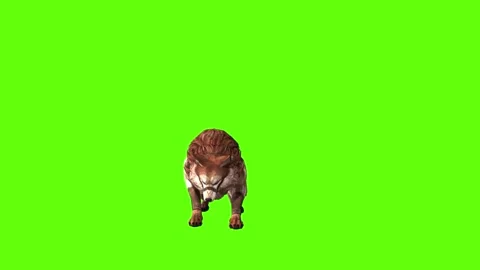 Wolf KT 2 jump attack green screen animation 3D rendering Stock Footage 287663263