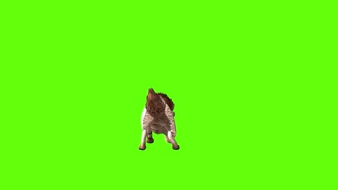 Wolf KT 2  jump firing green screen animation 3D rendering Stock Footage 287663014