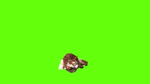 Wolf KT 2  lay down green screen animation 3D rendering Stockbeeldmateriaal 287663015