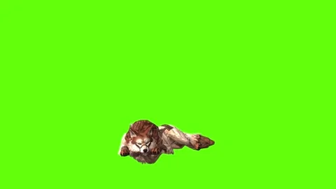 Wolf KT 2  lay down green screen animation 3D rendering Stock Footage 287663030