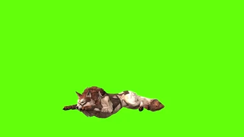 Wolf KT 2  lay down green screen animation 3D rendering Stock Footage 287663037