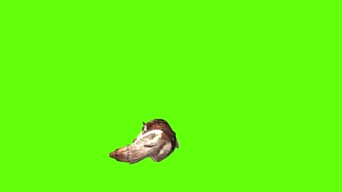 Wolf KT 2  lay down  green screen animation 3D rendering Stock Footage 287663058
