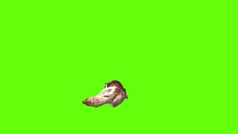 Wolf KT 2 lay down green screen animation 3D rendering Stock Footage 296272295