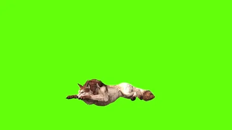 Wolf KT 2 lay down green screen animation 3D rendering Stockbeeldmateriaal 296272298