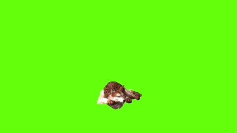 Wolf KT 2 lay down green screen animation 3D rendering Stock Footage 296272410