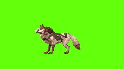 Wolf KT 2  lick leg  green screen animation 3D rendering Stock Footage 287663069