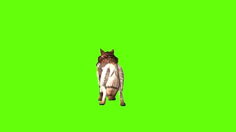 Wolf KT 2  lick leg green screen animation 3D rendering Stock Footage 287663073