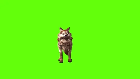 Wolf KT 2  lick leg green screen animation 3D rendering Video stock 287663075