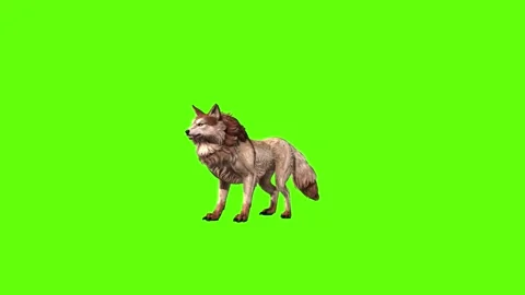 Wolf KT 2 lick leg  green screen animation 3D rendering Stock Footage 296272296