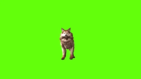 Wolf KT 2 lick leg   green screen animation 3D rendering Stock Footage 296272300
