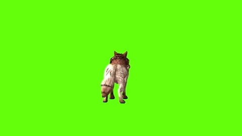 Wolf KT 2 lick leg green screen animation 3D rendering Stock Footage 296272309