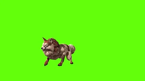 Wolf KT 2  roar green screen animation 3D rendering Stock Footage 287663089