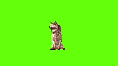 Wolf KT 2 sit down green screen animation 3D rendering Stock Footage 296272305