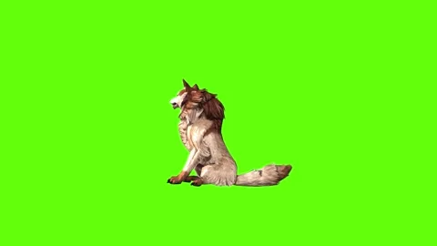 Wolf KT 2 sit down green screen animation 3D rendering Stock Footage 296272314