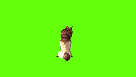 Wolf KT 2 sit down  green screen animation 3D rendering Stock Footage 296272315