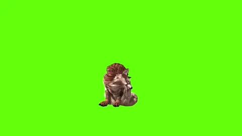 Wolf KT 2  sit ear scratching green screen animation 3D rendering Stock Footage 287663181