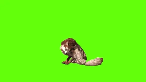 Wolf KT 2  sit ear scratching green screen animation 3D rendering Stock Footage 287663186