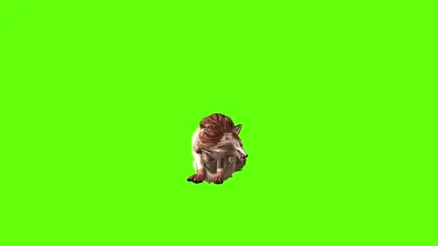 Wolf KT 2 sit ear scratching   green screen animation 3D rendering Video stock 296272316