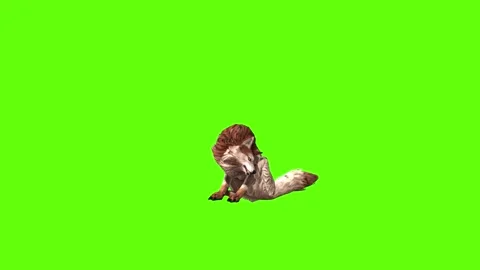 Wolf KT 2 sit ear scratching  green screen animation 3D rendering Stock Footage 296272337