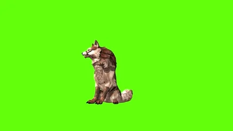 Wolf KT 2  sit look around green screen animation 3D rendering Stock Footage 287663219