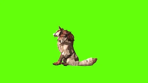 Wolf KT 2  sit look around green screen animation 3D rendering Stock Footage 287663231
