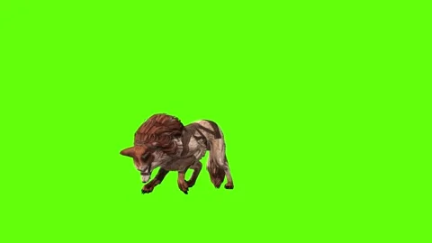 Wolf KT 2  stand digging green screen animation 3D rendering Stock Footage 287663266