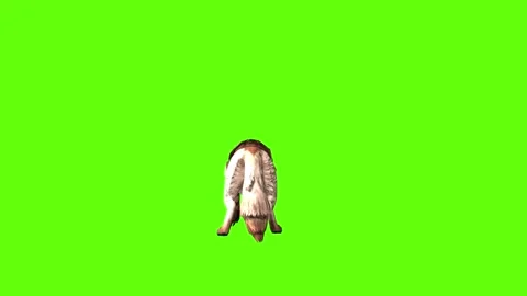 Wolf KT 2  stand digging green screen animation 3D rendering Stock Footage 287663272
