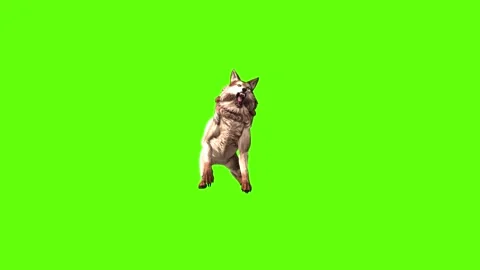 Wolf KT 4 attack  green screen animation 3D rendering Stock Footage 296272324