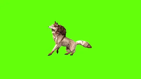 Wolf KT 4 attack green screen animation 3D rendering Stock Footage 296272332