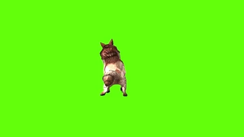 Wolf KT 4 attack  green screen animation 3D rendering Stock Footage 296272341
