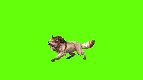 Wolf KT 4 bite throw green screen animation 3D rendering Stock Footage 296272236