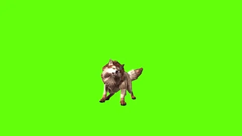 Wolf KT 4 bite throw  green screen animation 3D rendering Stock Footage 296272299