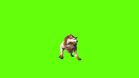 Wolf KT 4 bite throw green screen animation 3D rendering Stock Footage 296272342