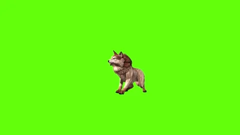 Wolf KT 4 death  green screen animation 3D rendering Video stock 296272230