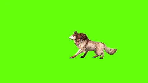 Wolf KT 4 death  green screen animation 3D rendering Stock Footage 296272241