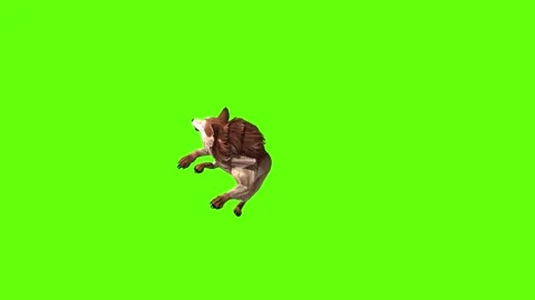 Wolf KT 4 down in  green screen animation 3D rendering Stock Footage 296272239