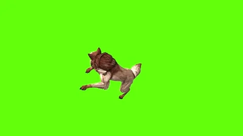 Wolf KT 4 down in  green screen animation 3D rendering Stock Footage 296272240