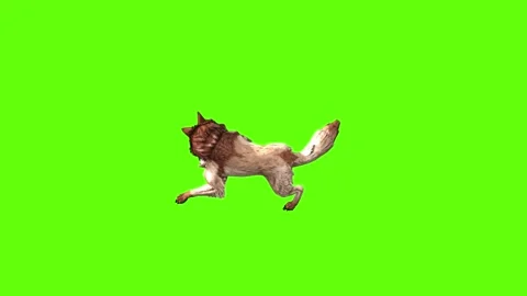 Wolf KT 4 down in  green screen animation 3D rendering Stock Footage 296272252